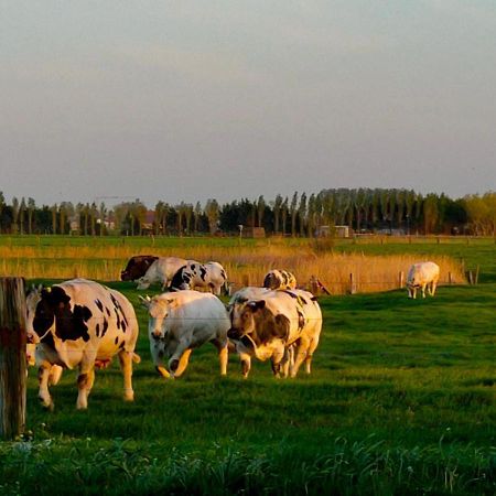 Gastenverblijf Hof Moye Tyt Middelkerke Dış mekan fotoğraf
